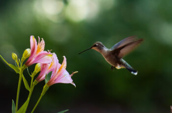 hummingbird and flower