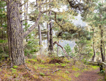 russian gulch forest