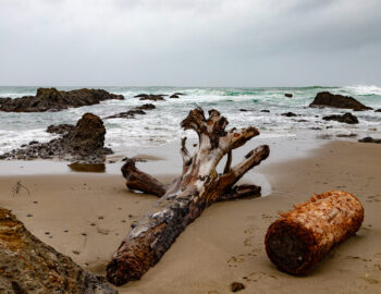 washed ashore