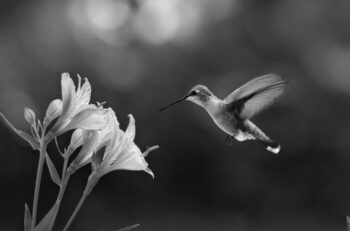 hummingbird and flower, in b&w