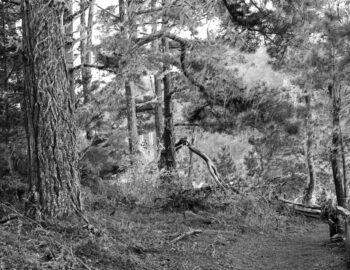 russian gulch forest in b&w