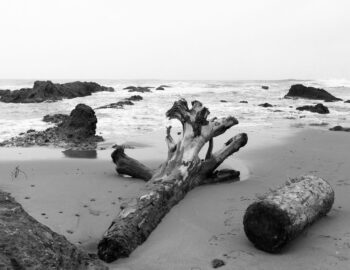 washed ashore in b&w