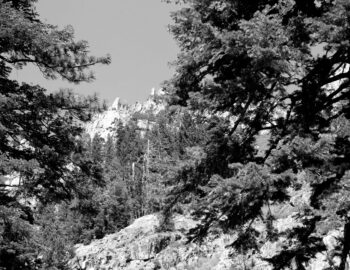 trees on the rocks