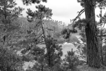 coastline at russian gulch