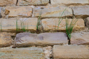 green grass
