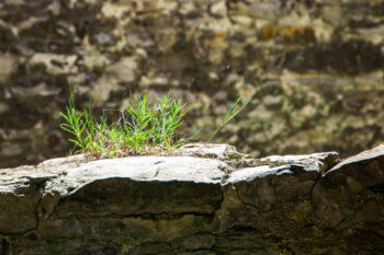 grass on top of a wall