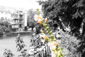 a little bit of color
