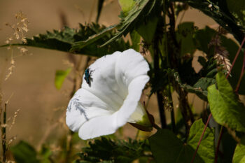 insect and flower