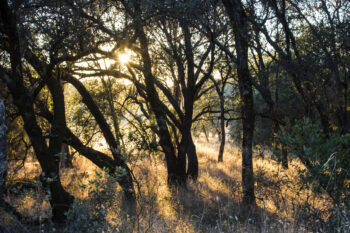sun and trees