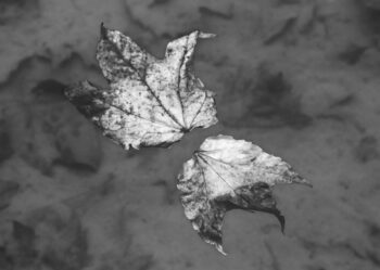 two leaves floating