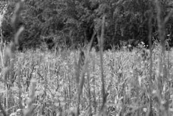 more grass, pasture