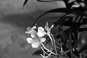 looking for nectar