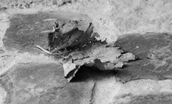 gone leaf