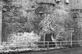snow covered tree