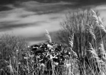 even more grass