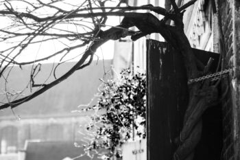 shutter tree