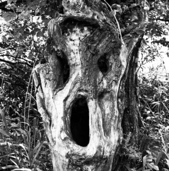 scream