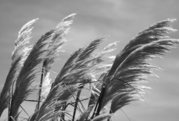 windy