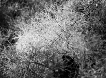 close up in b&w