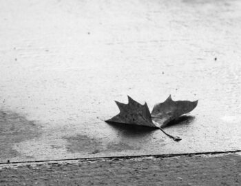 leave, leaf