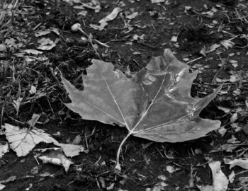 water on leaf