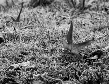 frozen